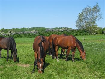 Heste Strukturgræs, 10 kg